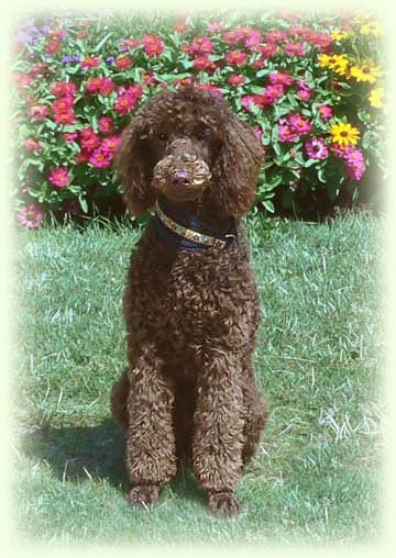 Chocolate brown standard poodle, sitting in garden