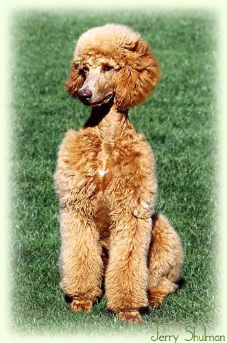 lovely red standard poodle sitting on the lawn